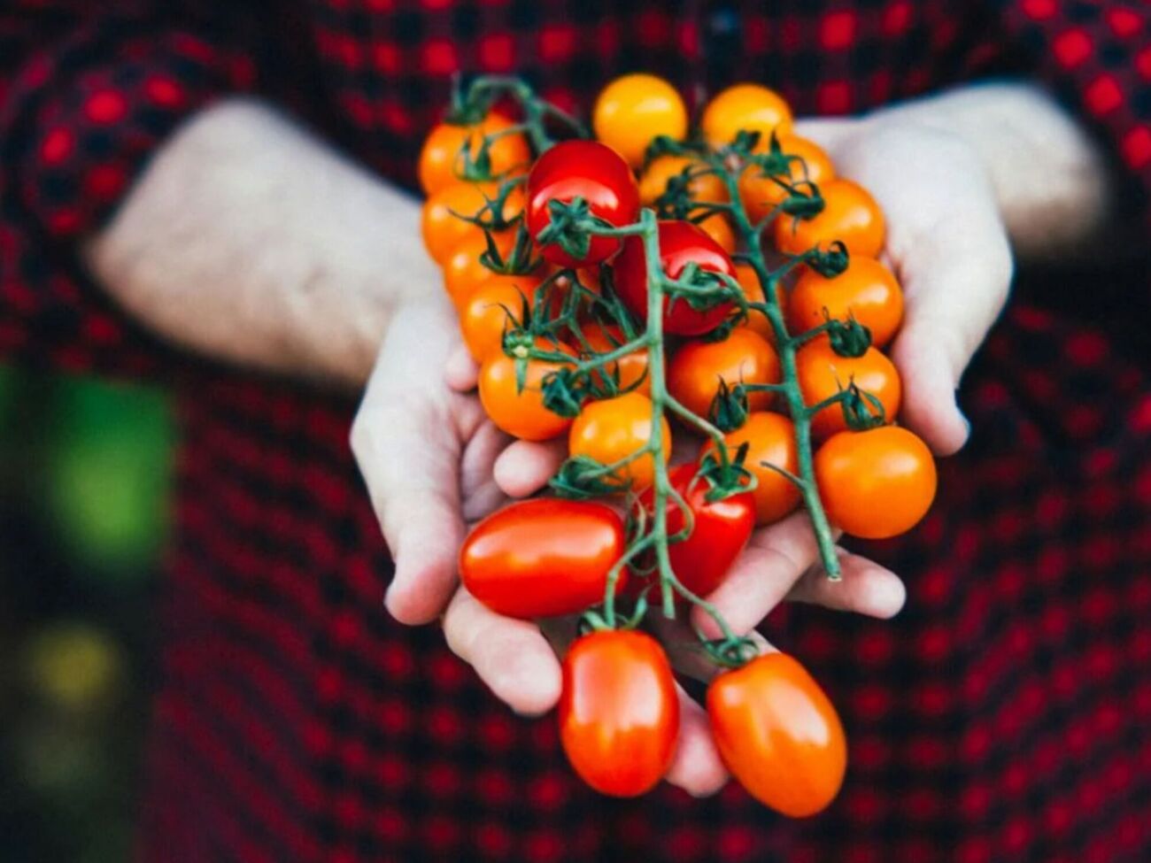 Чтобы получить высокий урожай помидоров, нужен комплексный уход