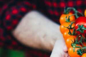 Щоб отримати високий урожай помідорів, потрібен комплексний догляд