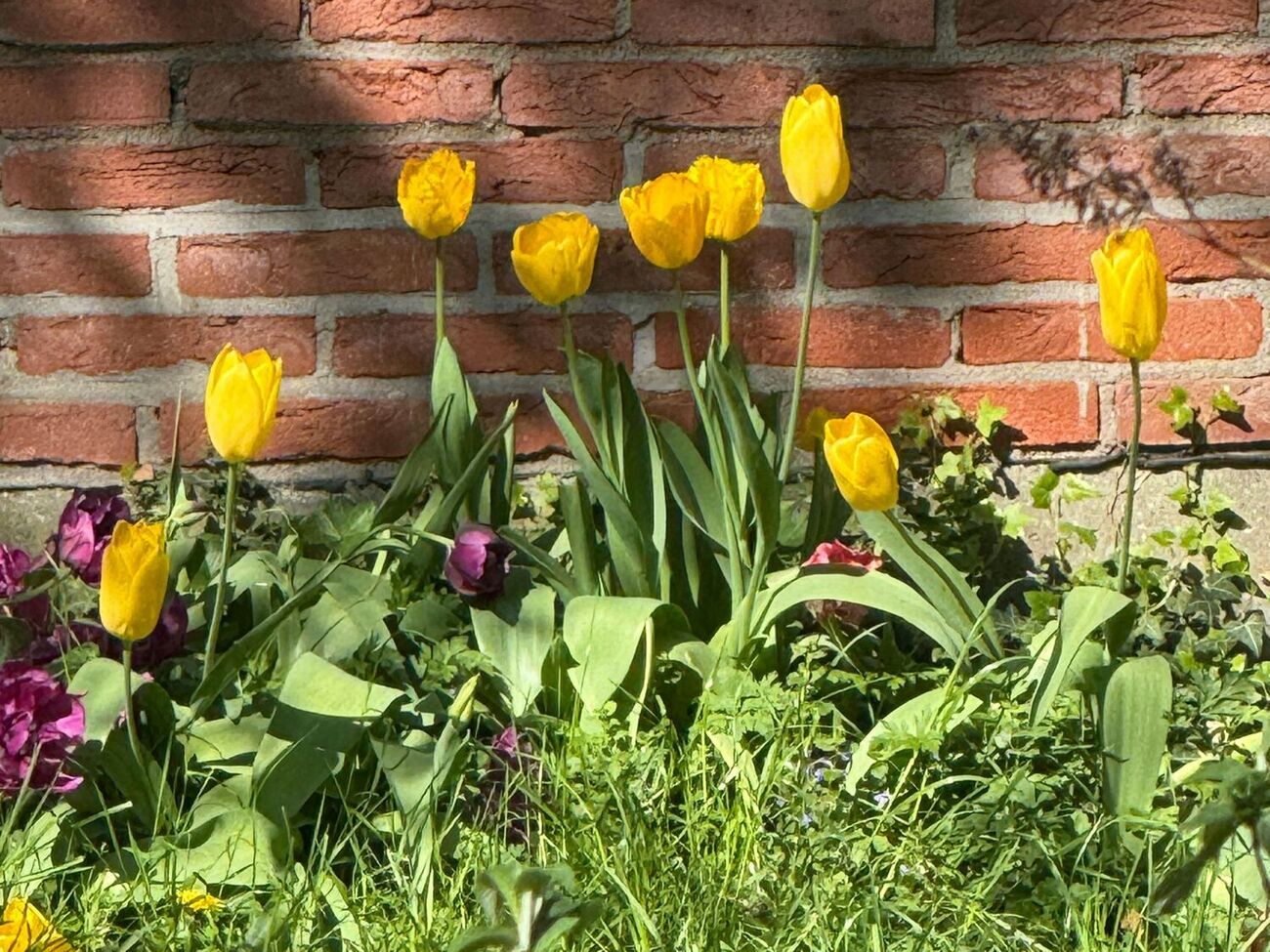 Срезать цветоносы нужно острым продезинфицированным инструментом