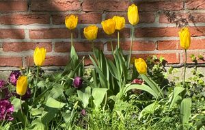 Срезать цветоносы нужно острым продезинфицированным инструментом