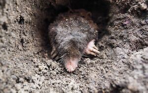 Кроты уйдут с участка после применения этих простых методов