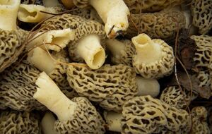 Сморчки нужно собирать тщательно