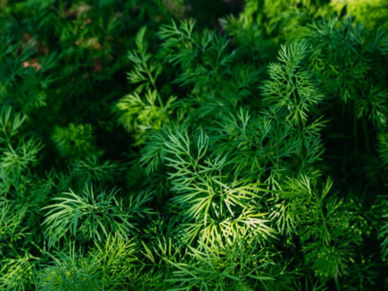 Укроп уродит ярко-зеленым, если подготовить семена к высадке