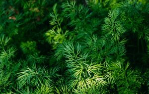 Укроп уродит ярко-зеленым, если подготовить семена к высадке