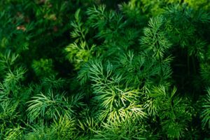 Кріп вродить яскраво-зеленим, якщо підготувати насіння до висаджування