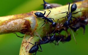 Мурахи покинуть сад