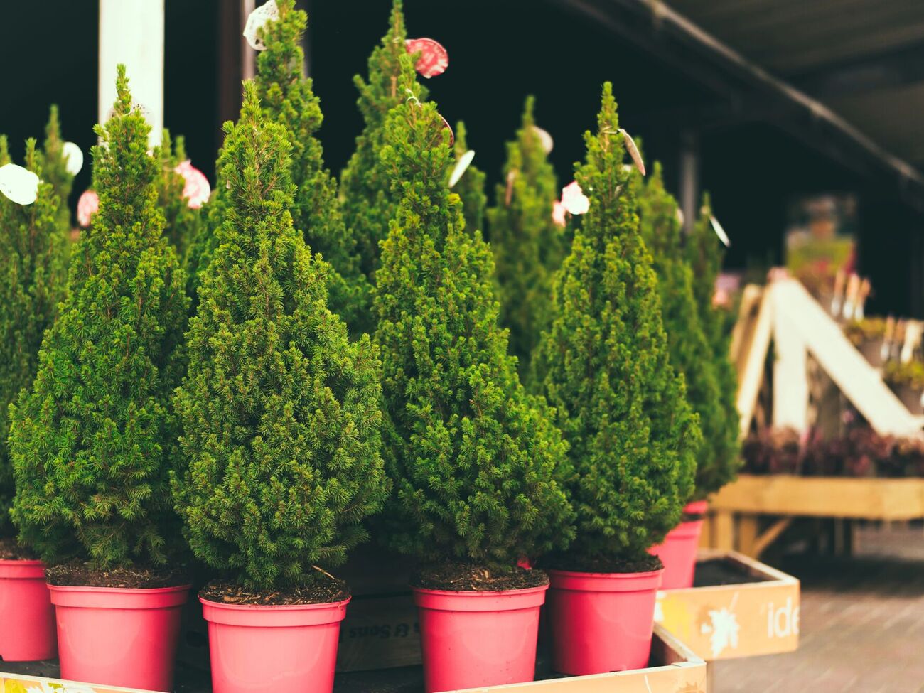 В случае возникновения претензий по поводу некачественного посадочного материала следует действовать быстро и аргументированно