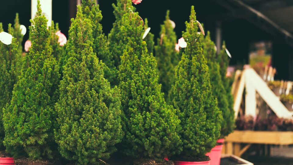 В случае возникновения претензий по поводу некачественного посадочного материала следует действовать быстро и аргументированно