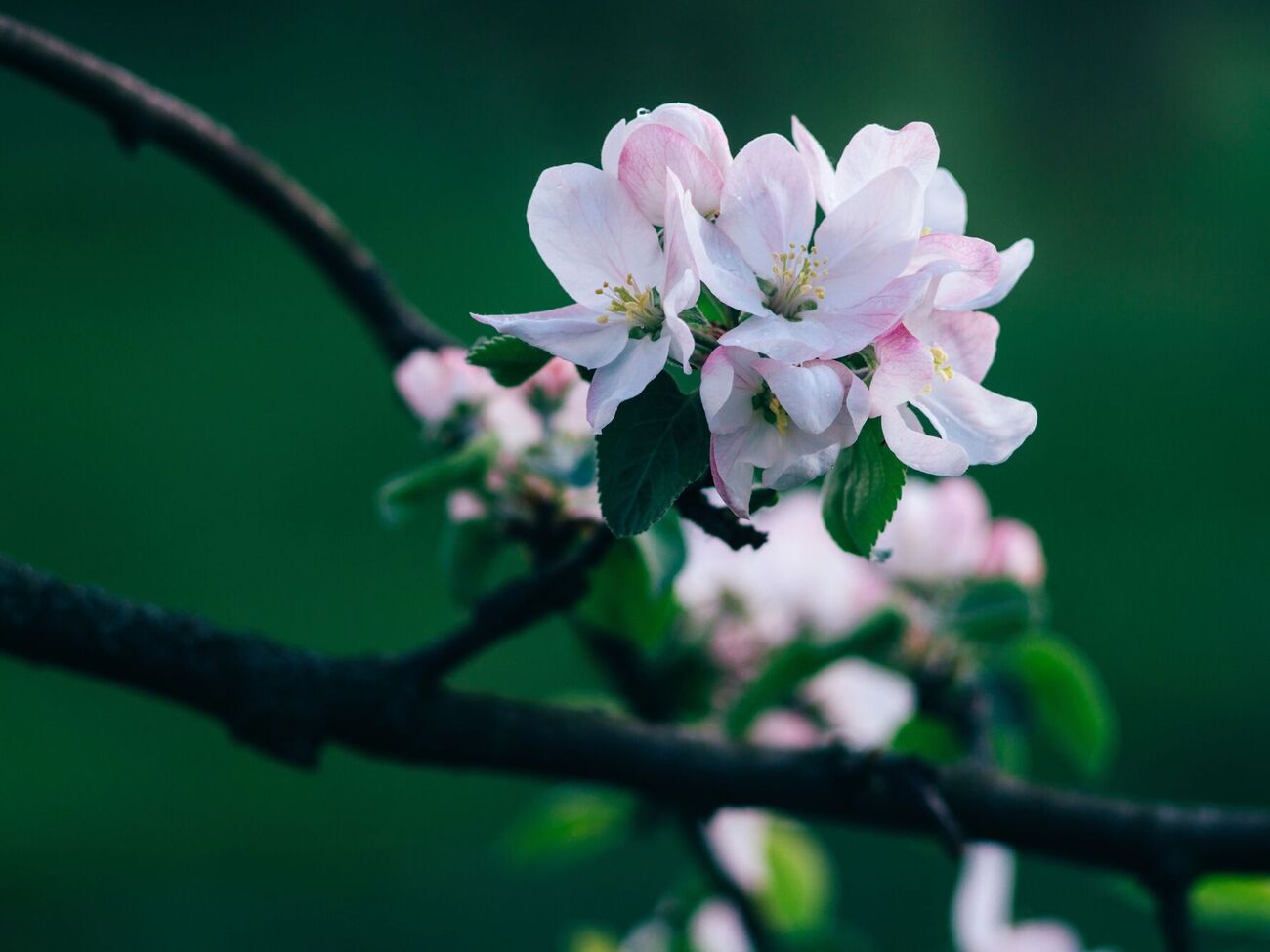 Для защиты растений также используют агротекстиль, пленочные тоннели, колпаки, коробки, пластиковые бутылки, ткани, мешковину и простыни
