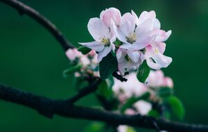 Для защиты растений также используют агротекстиль, пленочные тоннели, колпаки, коробки, пластиковые бутылки, ткани, мешковину и простыни