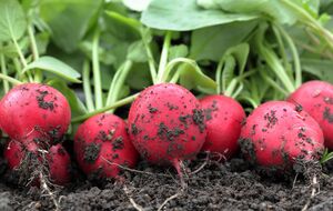 Редис вырастет качественным, если посадить его в правильном месте