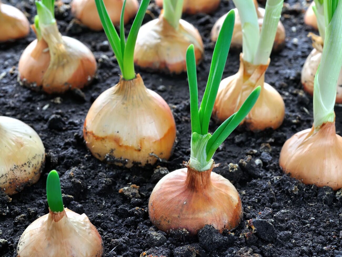 Цибулю можна висаджувати в середині квітня, коли земля прогріється до 12 °C на глибині до 10 см
