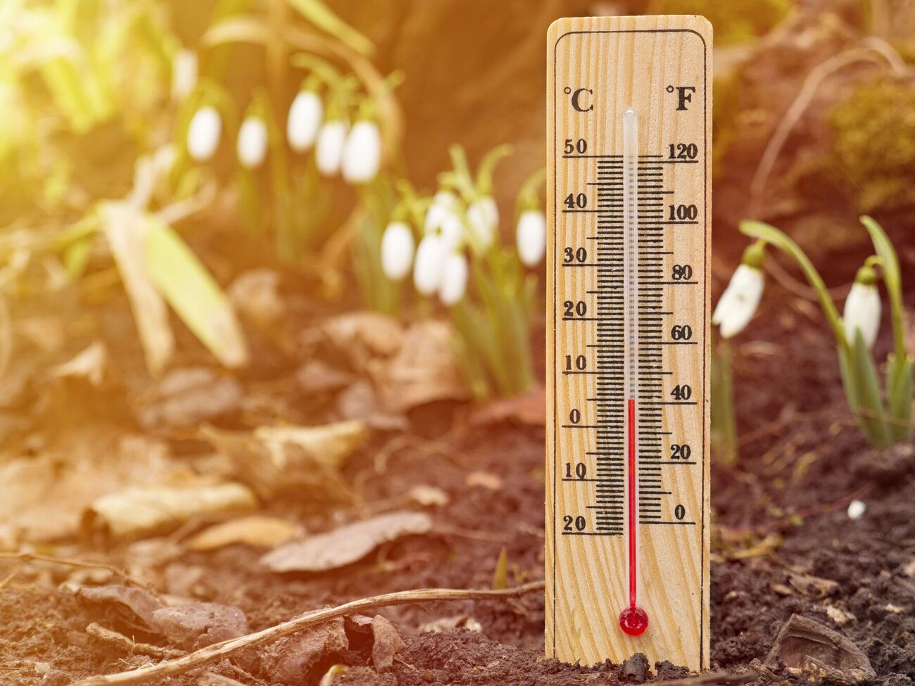 Городники рекомендують напередодні похолодання встановити біля рослин пляшки з водою