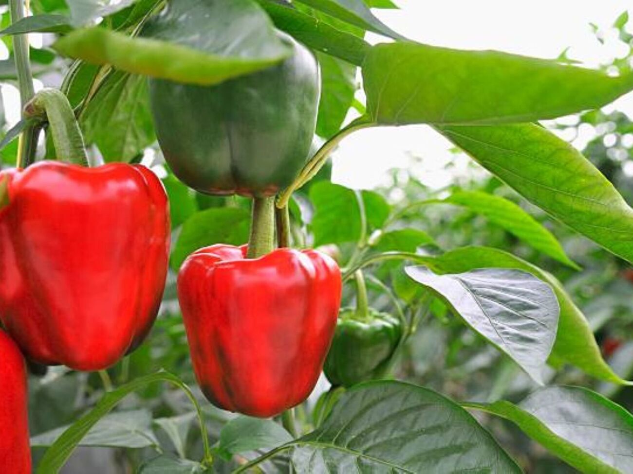 Признаками того, что растение повреждено, являются скрученные листья и белые пятна на плодах