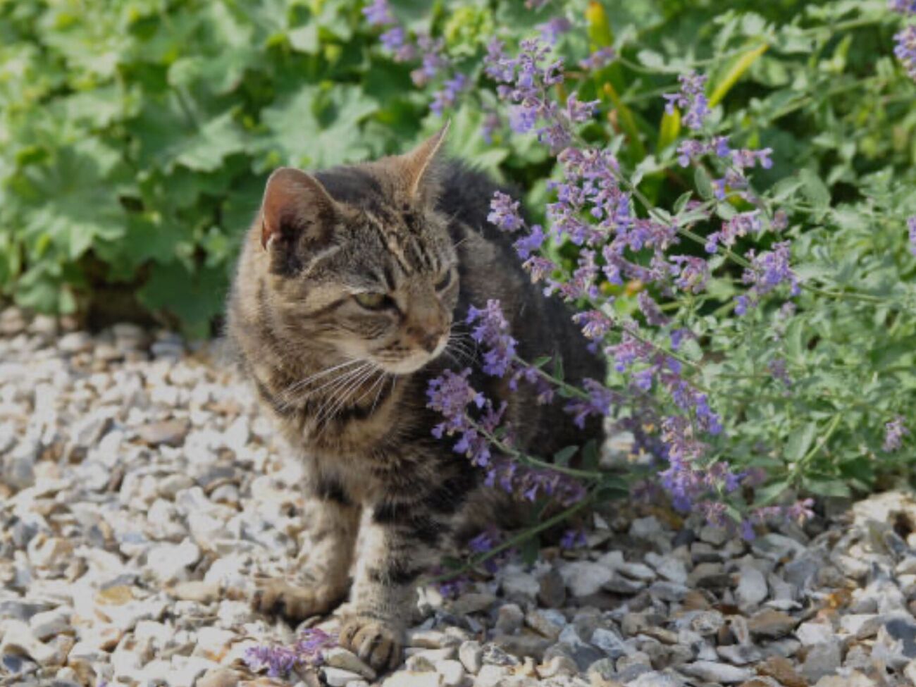 Посадите котовник с заботой о питомцах