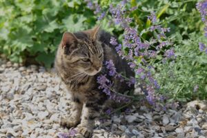 Посадите котовник с заботой о питомцах