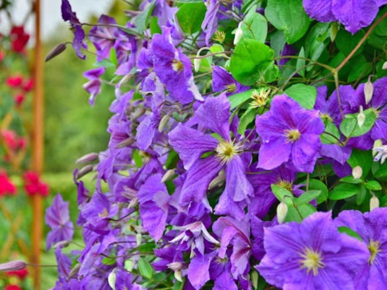 В период бутонизации подкормите растения фосфорно-калийными удобрениями