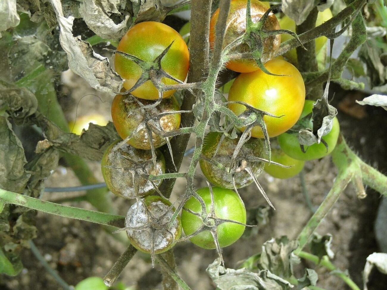 Для приготовления раствора от фитофторы можно использовать продукты, которые есть в доме