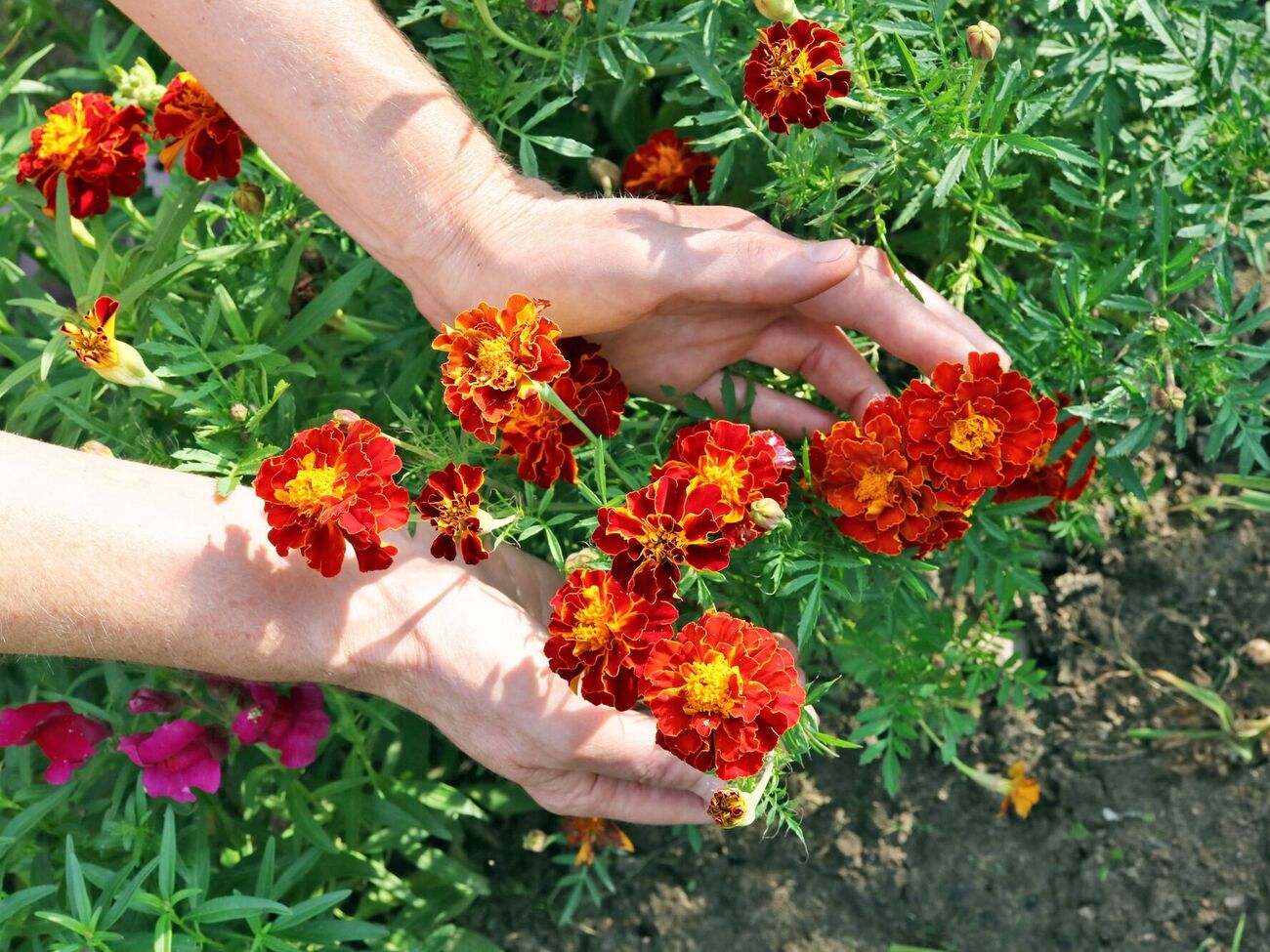 Бархатцы отпугивают вредителей своим ароматом