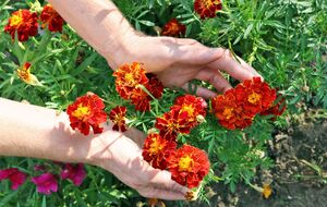Бархатцы отпугивают вредителей своим ароматом