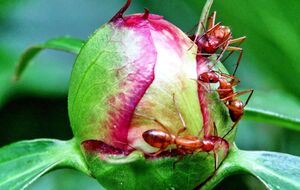 Цветоводы советуют оставить муравьев в покое, если бутоны выглядят здоровыми