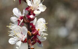 Опрыскивать сады во время цветения можно рано утром или вечером, когда пчелы массово не летают