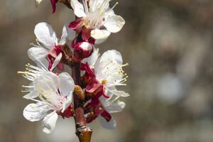 Опрыскивать сады во время цветения можно рано утром или вечером, когда пчелы массово не летают