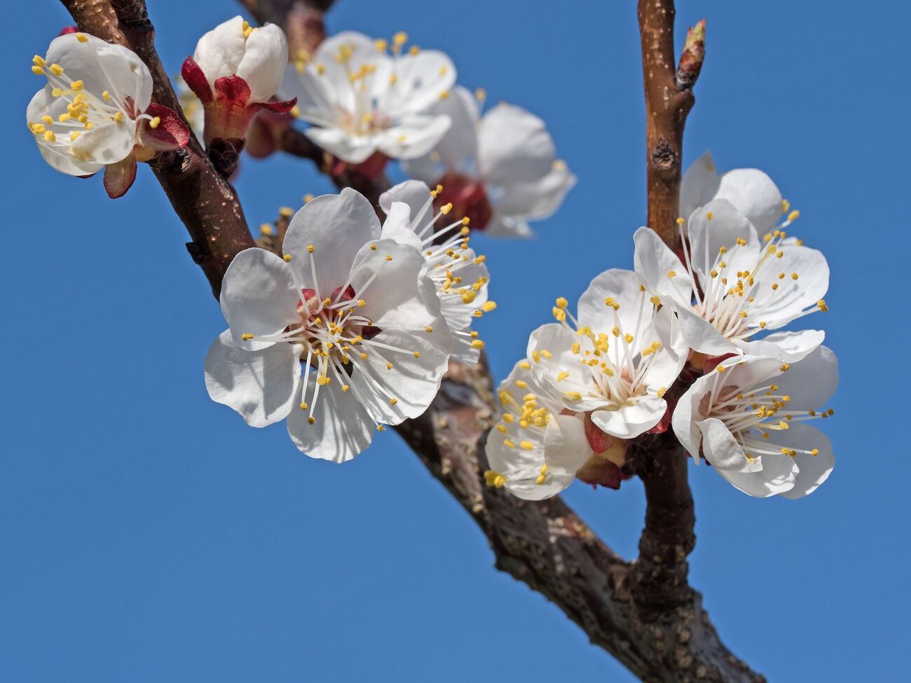 Для защиты сада подойдут препараты, в состав которых входят аминокислоты