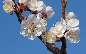 Для защиты сада подойдут препараты, в состав которых входят аминокислоты