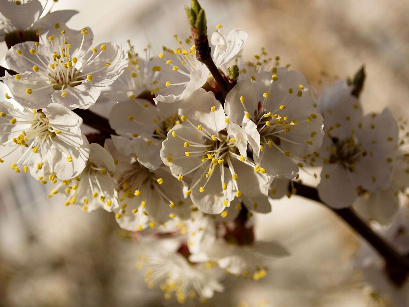 Если вишня цветет, но не плодоносит, садоводы рекомендуют бросить в крону горсть песка