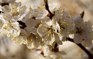 Если вишня цветет, но не плодоносит, садоводы рекомендуют бросить в крону горсть песка