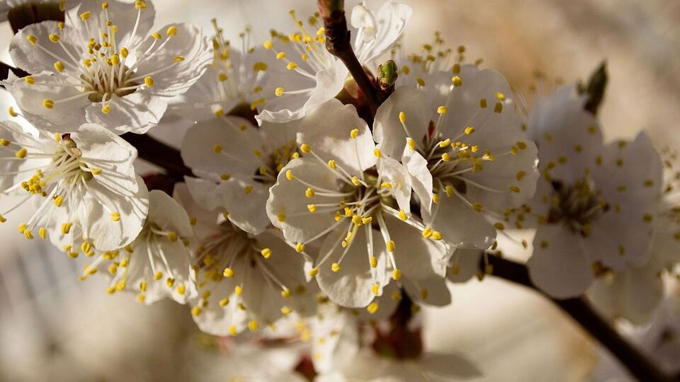 Если вишня цветет, но не плодоносит, садоводы рекомендуют бросить в крону горсть песка