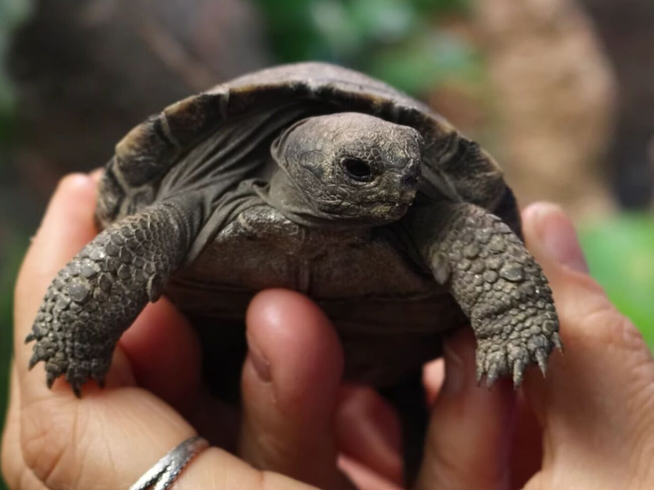 Черепахи вилупилися із четвертої кладки, яку Маммі відклала в листопаді 2024 року
