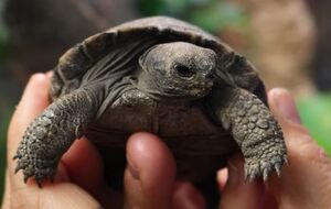 Черепахи вилупилися із четвертої кладки, яку Маммі відклала в листопаді 2024 року