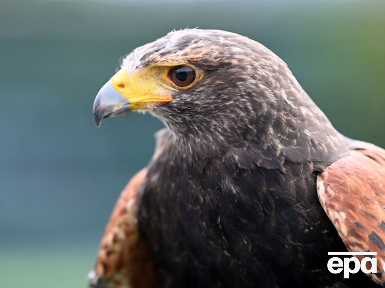 Пойманную птицу намерены переобучить