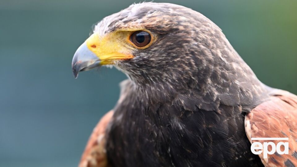 Спійманого птаха мають намір перенавчити