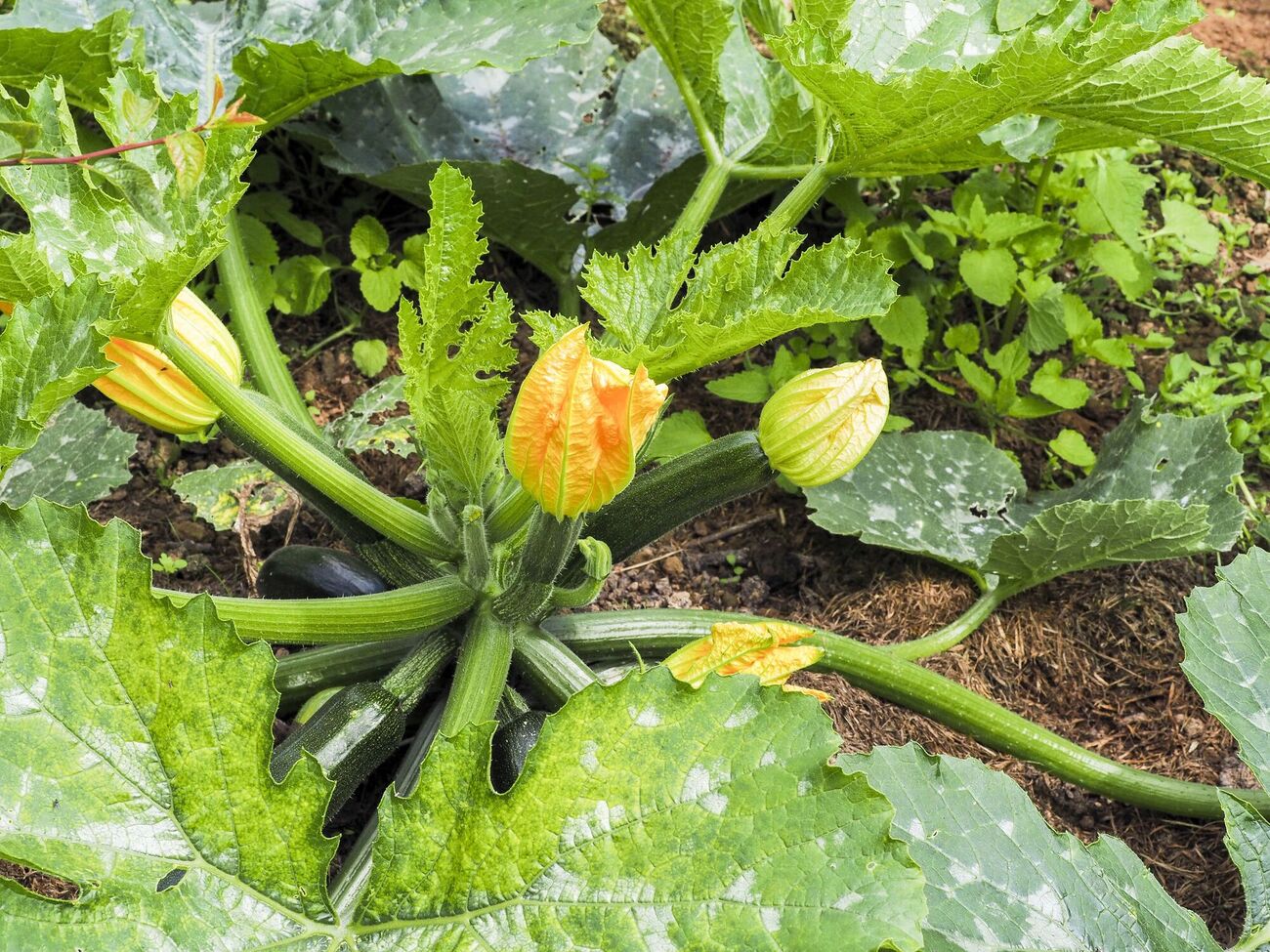 Попіл покращує структуру ґрунту, на якому ростуть кабачки