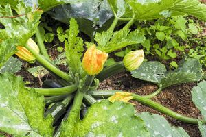 Попіл покращує структуру ґрунту, на якому ростуть кабачки