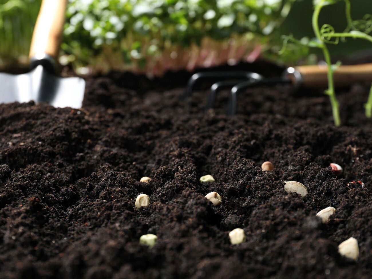 Насіння сіють на певній відстані