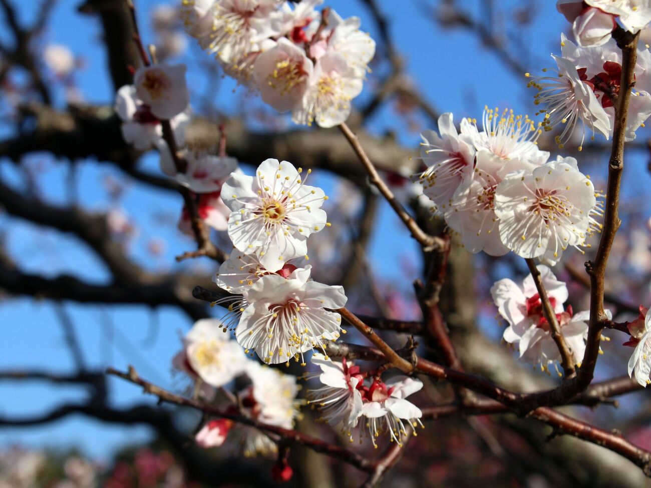Чтобы не потерять цветы абрикоса, следует применять антистрессанты