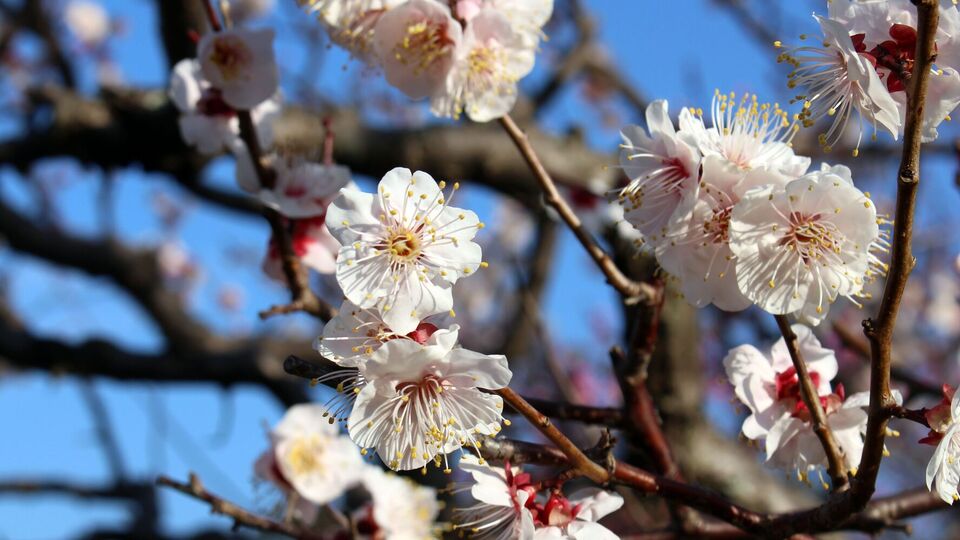 Чтобы не потерять цветы абрикоса, следует применять антистрессанты