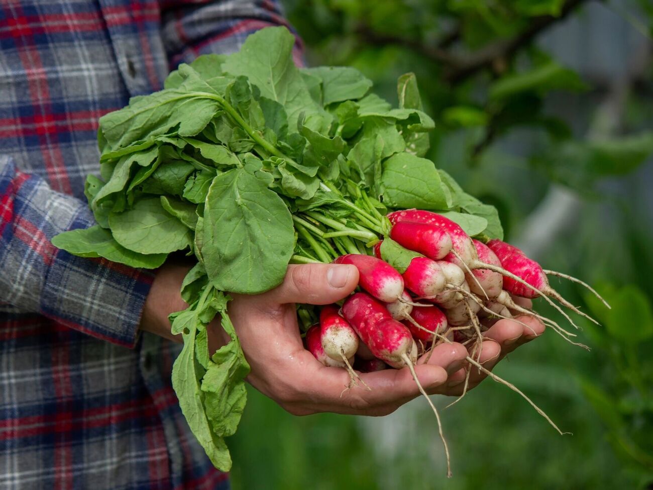 Сажайте сорта редиса, которые не подвержены стрелкованию