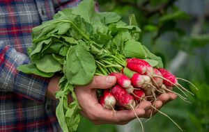 Сажайте сорта редиса, которые не подвержены стрелкованию