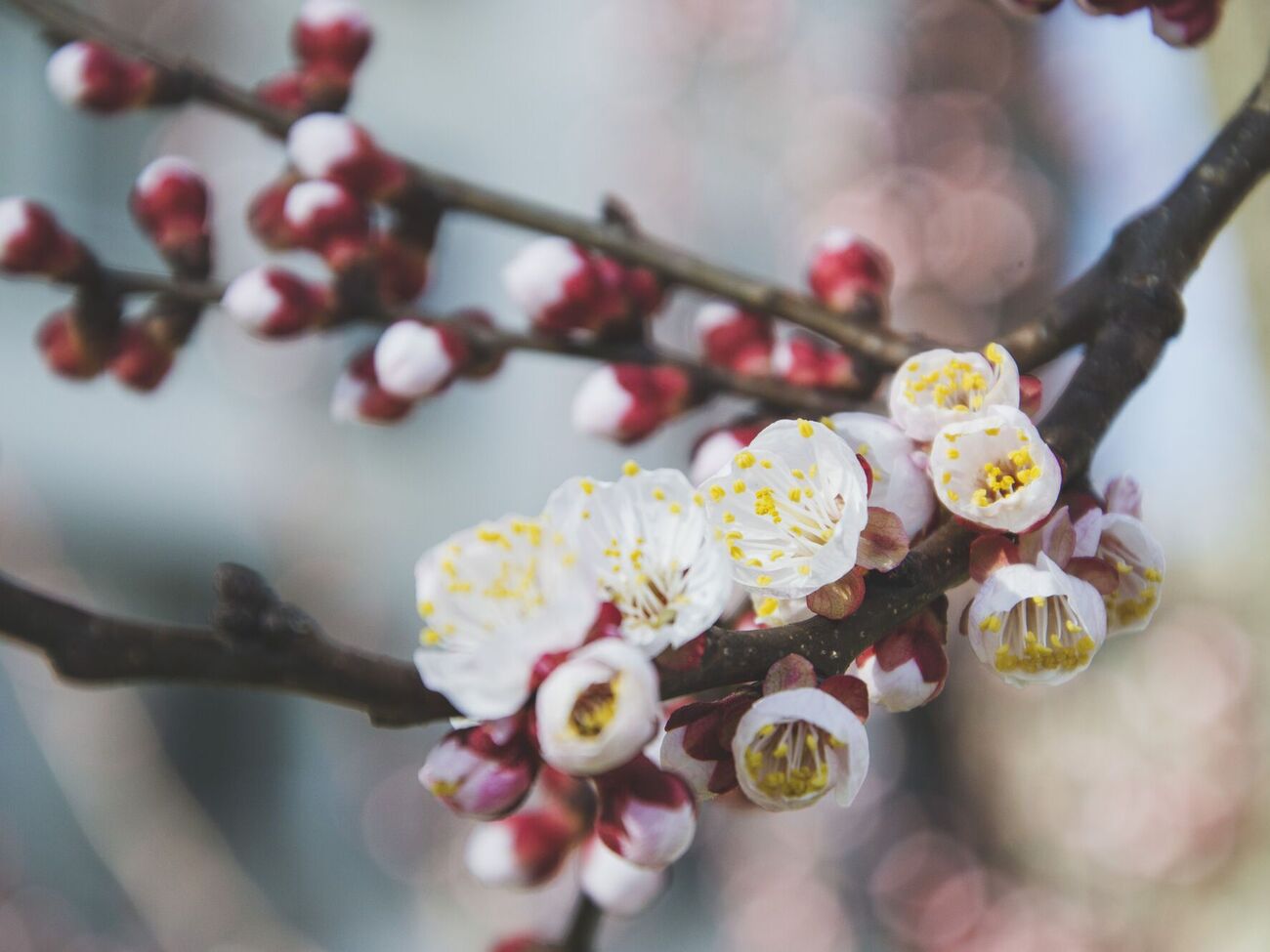 Для захисту саду використовуйте агроволокно зі щільністю 50 г/м²