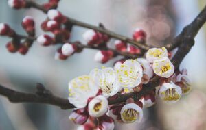 Для захисту саду використовуйте агроволокно зі щільністю 50 г/м²