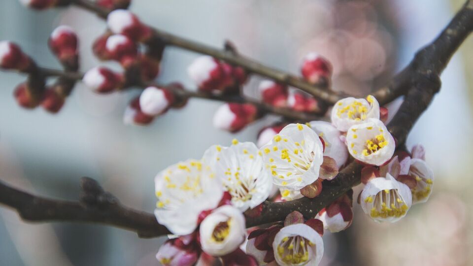 Для захисту саду використовуйте агроволокно зі щільністю 50 г/м²