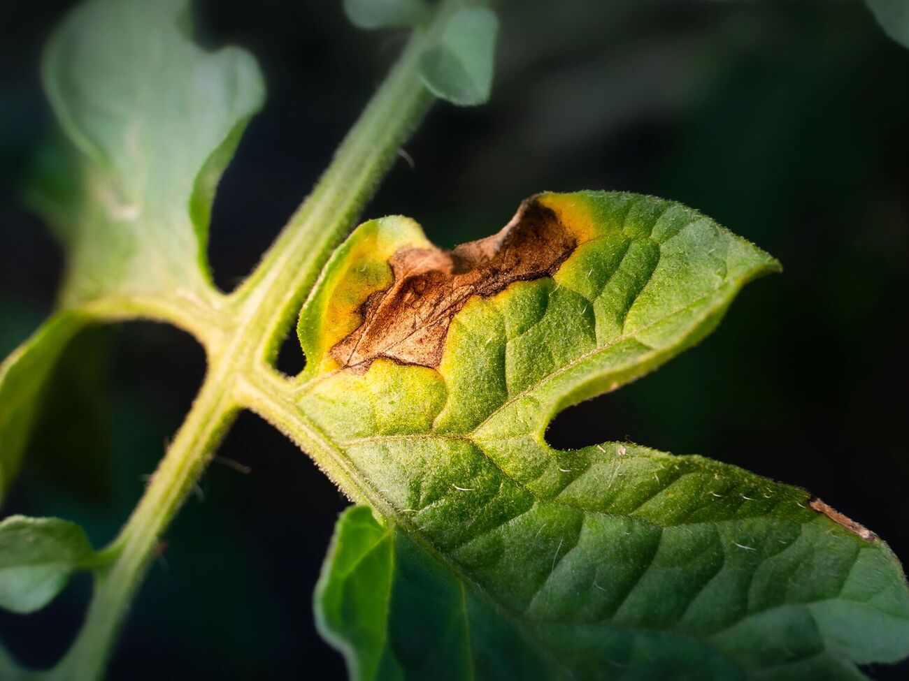Фітофтору можна подолати натуральним засобом