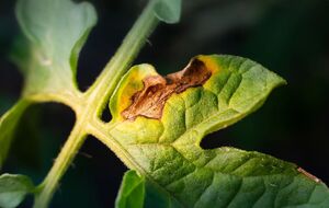 Фітофтору можна подолати натуральним засобом