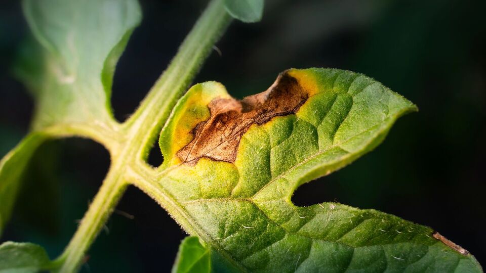Фітофтору можна подолати натуральним засобом