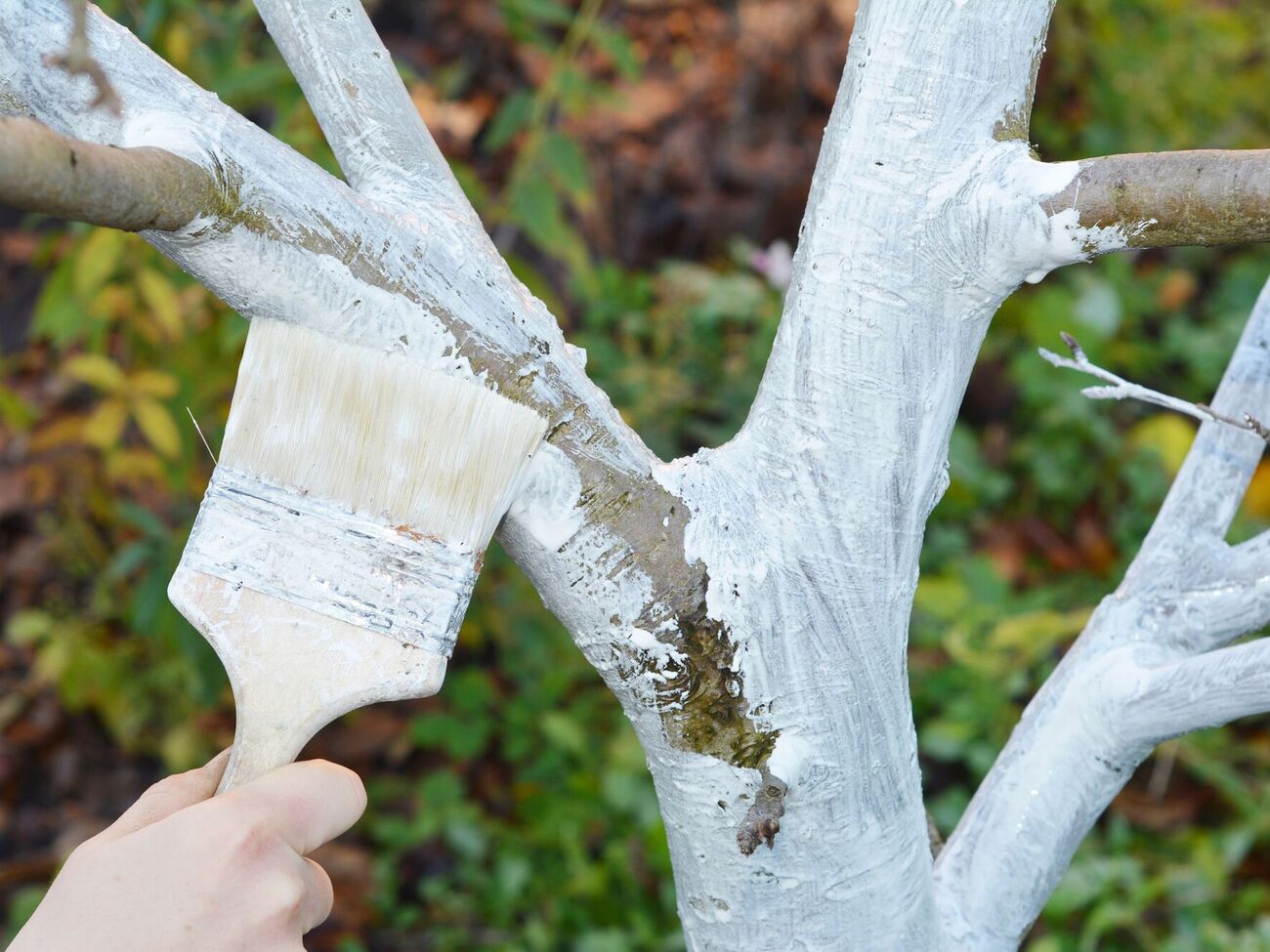 Перед проведением процедуры обязательно очистите стволы деревьев от мертвой коры, мха и лишайников